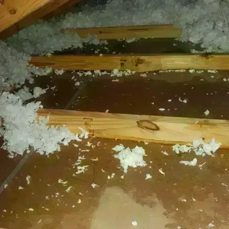 Attic Water Damage in Ortonville, MN